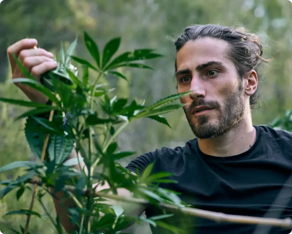 Marijuana-THC Awareness Program In Idaho