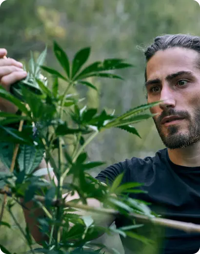 Marijuana-THC Awareness Program In Idaho